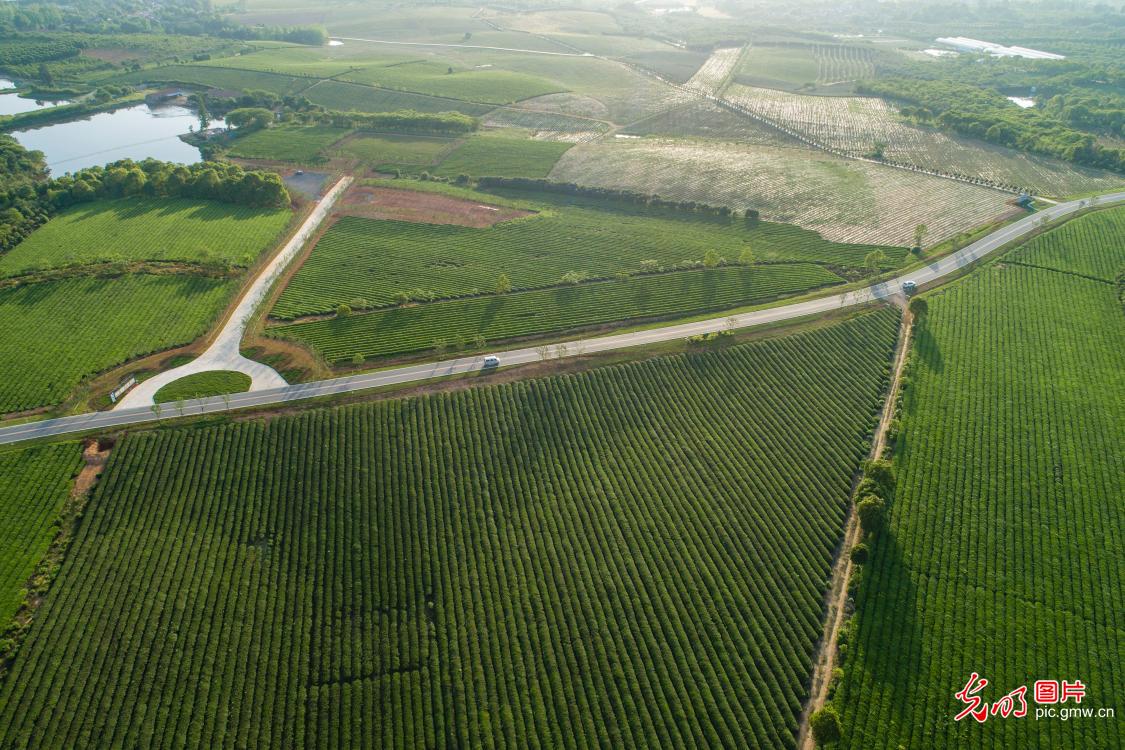 Čajové platáže podél silnice Xinhe ve městě Shizi v okrese Langxi v provincii Anhui. V posledních letech v Langxi podporují výstavbu „dobrých venkovských silnic“, zlepšují životní prostředí na venkově a podporují rozvoj speciálních odvětví, jako jsou pěstování čaje a venkovská turistika. Foto: Shui Hengzhi / Guangming Picture